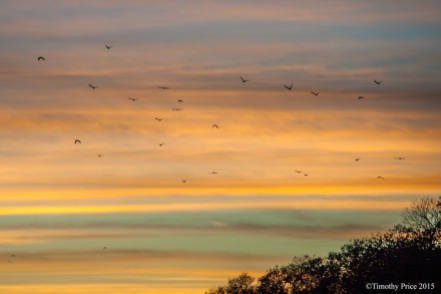 img_3539 - Crows flying into the layers of the sunset - Timothy Price